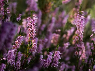 Selective focus closeup of a calluna flower in a garden