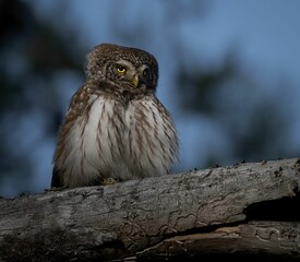 Closeup shot of a European owl
