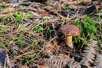 mushroom in the forest