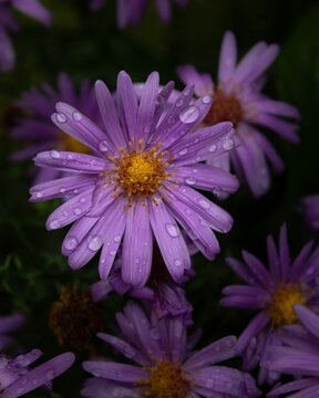 Selective focus closeup of an Aster tataricus flower with water droplets