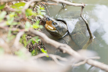turtle on natural water surface