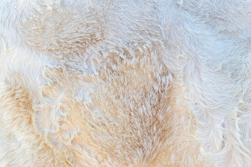 texture and background of white cow fur
