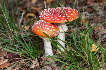 fly agaric amanita muscaria