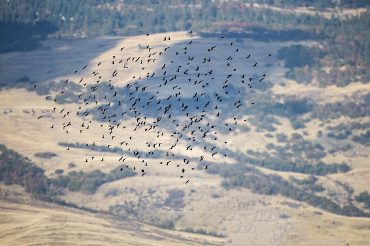 Birds Migrating over Mountains