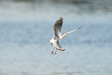 seagull flying mid-air with wings spread