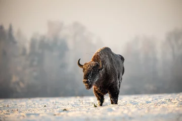 Fototapeten European bison - Bison bonasus in Knyszyn Forest © szczepank