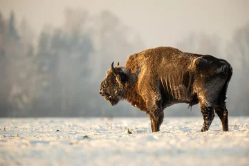 Foto op Plexiglas European bison - Bison bonasus in Knyszyn Forest © szczepank