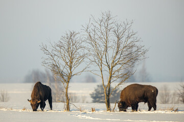 European bison - Bison bonasus in Knyszyn Forest © szczepank