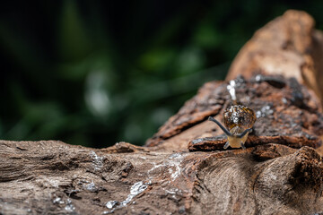 Large brown slug crawling on wooden snag against blurred background of green foliage. Spotted snail without shell in summer garden. Close up of soft slippery slug. Agricultural pest.
