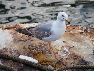 Portugalete, villa marinera de Vizcaya, con exhibición de barcos antiguos. España.
