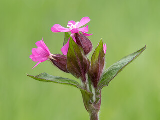 Red Campion
