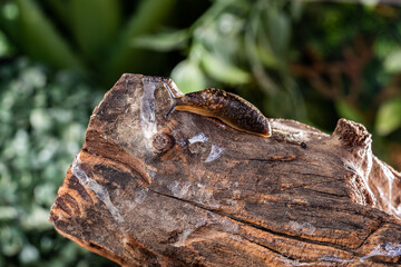 Brown wet clam slug crawling on wooden snag against background of green foliage. Large slippery snail without shell outdoors. Close up of spotted large garden slug. Natural background of wild animal.