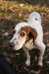 portrait of dog