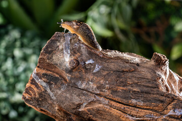 Brown wet clam slug crawling on wooden snag against background of green foliage. Large slippery snail without shell outdoors. Close up of spotted large garden slug. Natural background of wild animal.