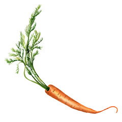 Carrot watercolor vegetable illustration isolated on white background