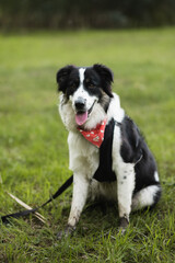 dog with bandana, border collie