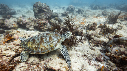 Turtle in Maledives