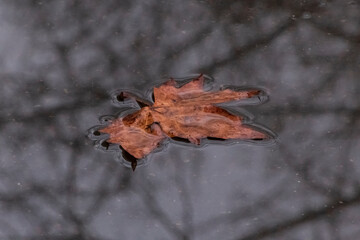 dry maple leaf lying in a puddle