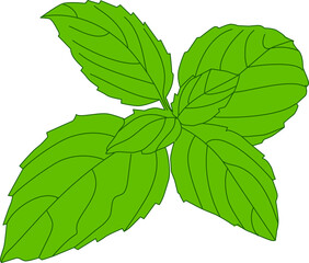 Green basil mint leaf. Isolated design element.