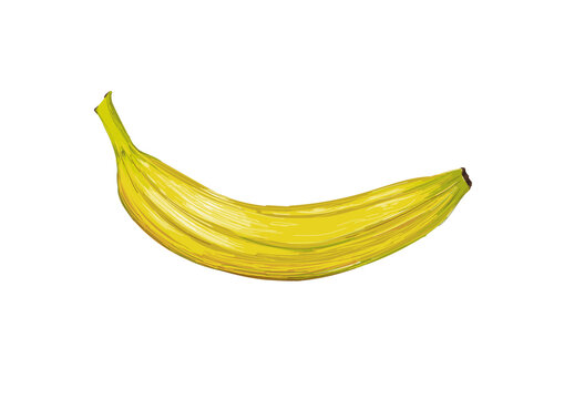 Pl&aacute;tano o banana ilustraci&oacute;n (guineo maduro, guineo, cambur o gualele)