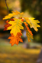 Naklejka na ściany i meble Close up of colorful maple leaves hanging on the tree