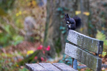 Eichhörnchen auf Nahrungssuche