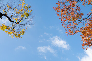 秋の空