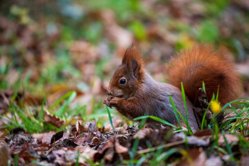 Eichhörnchen auf Nahrungssuche