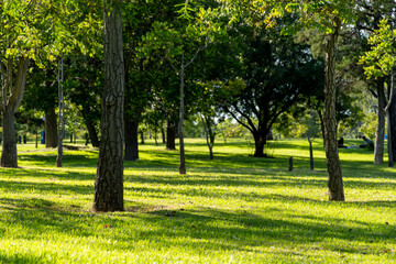 sunset in a park, light filtering through the trees, latin america