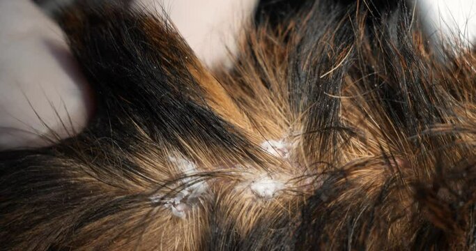 Burning of papillomas in a cat with low temperatures. Cryodestruction of skin formations in an animal in a veterinary clinic close-up.. The concept of cryotherapy in veterinary dermatology.