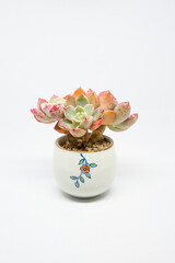 Succulent (Echeveria, crassula, aeonium, cotyledon, lithops, kalanchoe, caudex, etc)