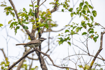 Tropical bird known as 