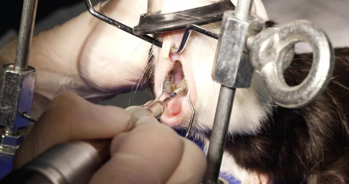 Under anesthesia, the guinea pig is brushed. Guinea pig lies in an oxygen mask on the machine. The doctor brushes his teeth while the guinea pig sleeps.