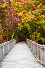 Fototapeta na wymiar wooden bridge in autumn forest