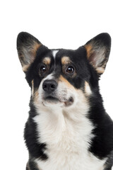 Fototapeta premium black and white corgi cardigan on a white background. dog in the studio