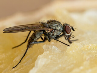 Tropical Fruit Fly Drosophila Diptera Parasite Insect Pest on Vegetable Macro