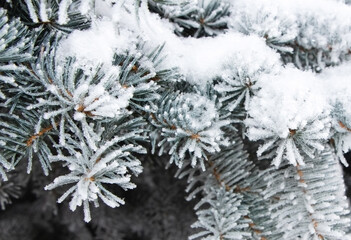 Part of a blue Christmas tree covered in white frost and fresh snow, close-up