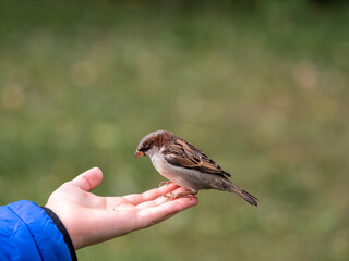 The boy feeds the birds with seeds from his hand. Sparrow eats seeds from the boy's hand