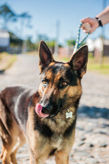 German Shepherd