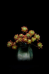 Succulent (Echeveria, crassula, aeonium, cotyledon, lithops, kalanchoe, caudex, etc)