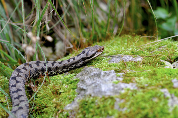 Vipera sul terreno