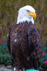 Majestic bald eagle or American eagle in El Cóndor park.