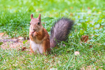 Autumn squirrel with nut sits on green grass with fallen yellow leaves