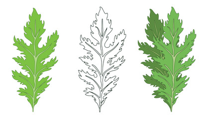 Green leaves of Mizuna lettuce in linear and flat style. Vector illustration of Japanese mustard.