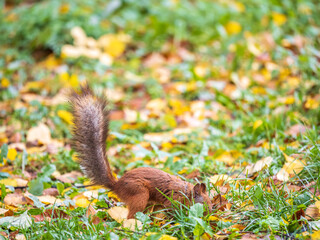 Squirrel in autumn hides nuts on the green grass with fallen yellow leaves