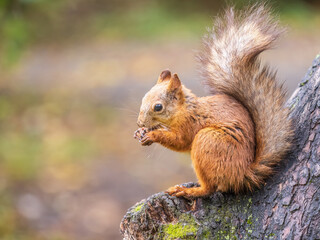 Naklejka na ściany i meble The squirrel with nut sits on tree in the autumn. Eurasian red squirrel, Sciurus vulgaris.