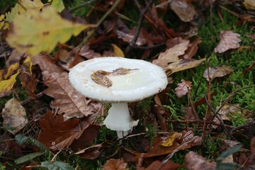 false Death cap mushroom