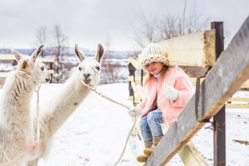 A beautiful little girl child in a fur coat stands with an alpaca in a snowy farm