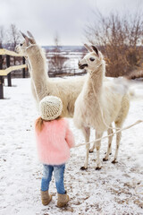A beautiful little girl child in a fur coat stands with an alpaca in a snowy farm