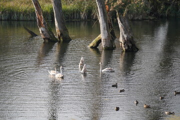 swan, duck or cormorant at danube river